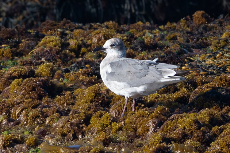 Immature Laughing Gull at Noddy Island